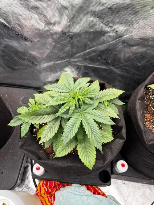 G.O.A.T genetics Auto grow and show. Week 3