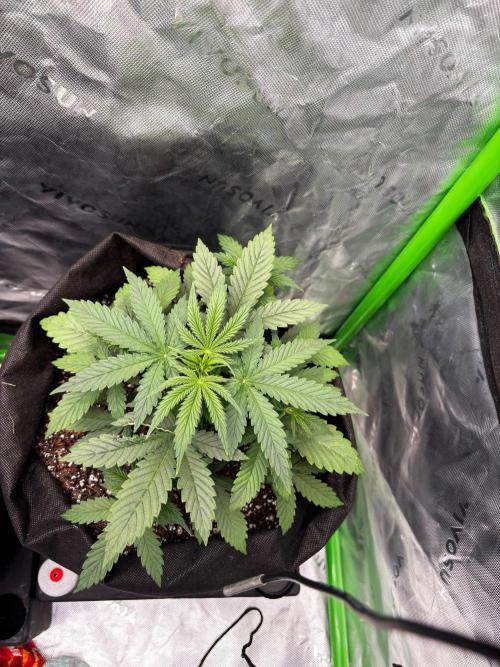 G.O.A.T genetics Auto grow and show. Week 3
