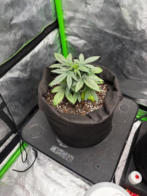 G.O.A.T genetics Auto grow and show. Week 3