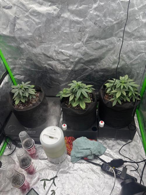 GMO Skunk . Week 3