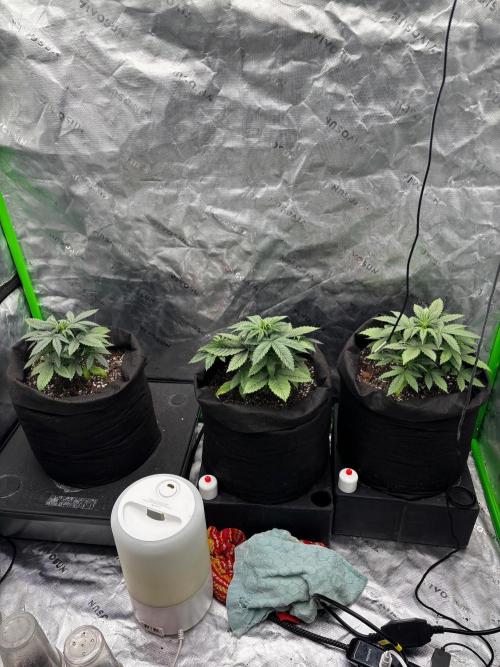 G.O.A.T genetics Auto grow and show. Week 3 - Week 3