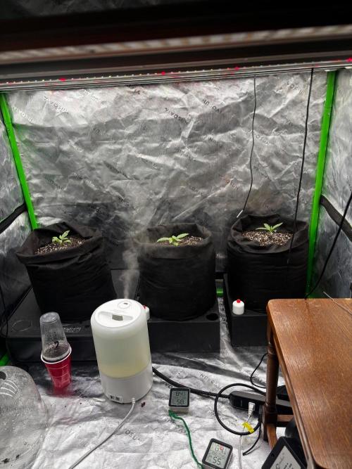 G.O.A.T genetics Auto grow and show. Week 1