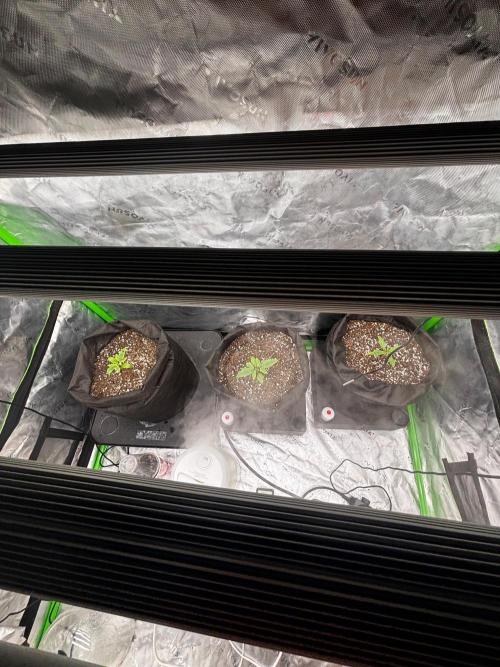 GMO Skunk . Week 1