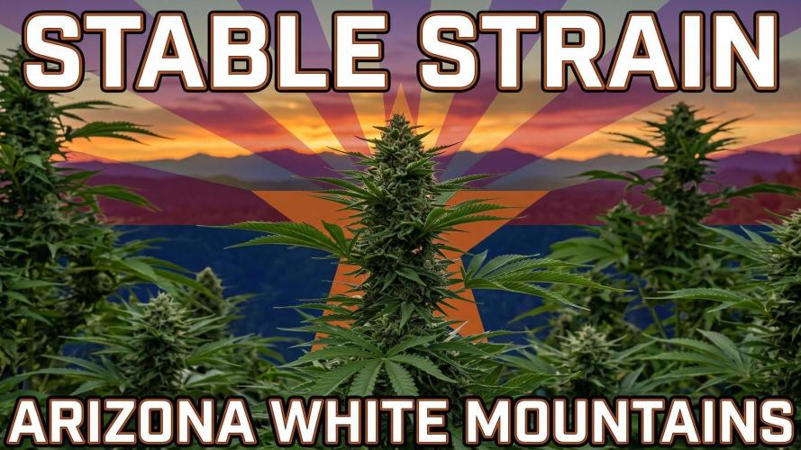 White Mountain cultivator. Week 0
