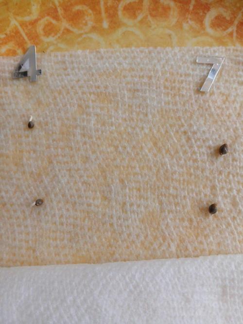 White Mountain cultivator:  Permanant. Week 0 - All 4 seeds are in their first pots waithing to pop. 