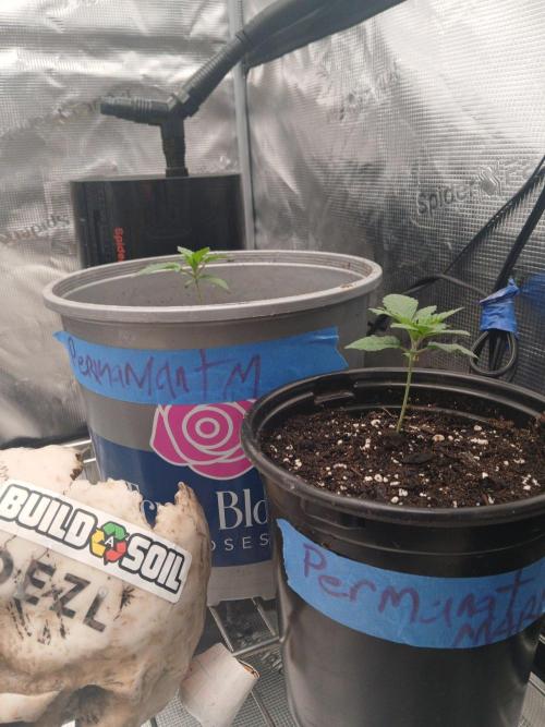 White Mountain cultivator. Week 2