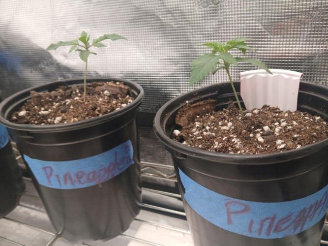White Mountain cultivator. Week 2