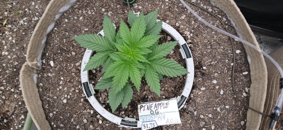 White Mountain cultivator. Week 3