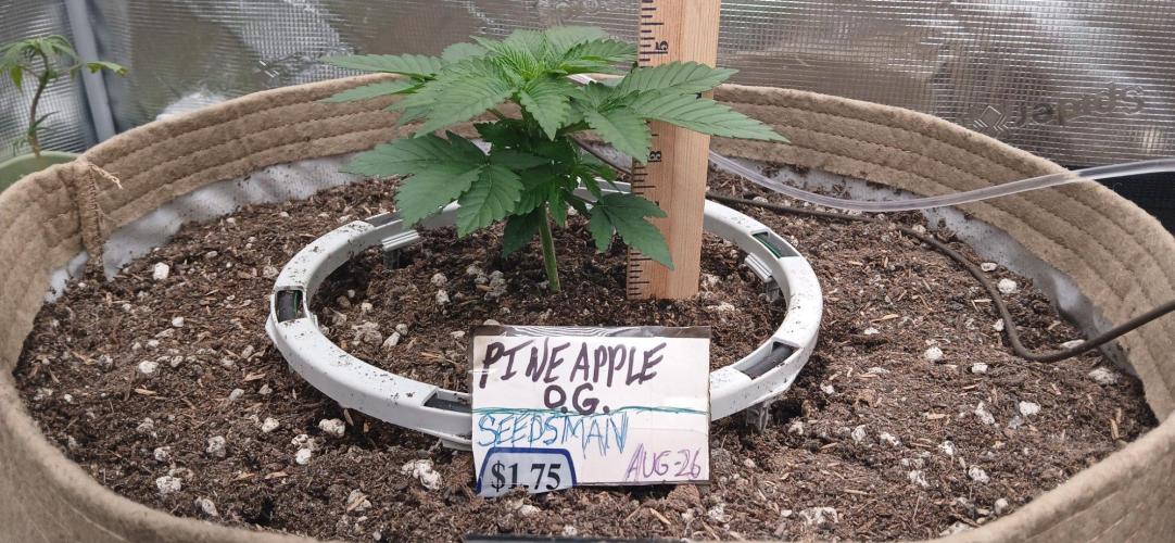 White Mountain cultivator. Week 3
