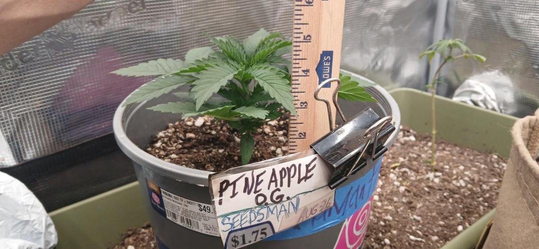 White Mountain cultivator. Week 3