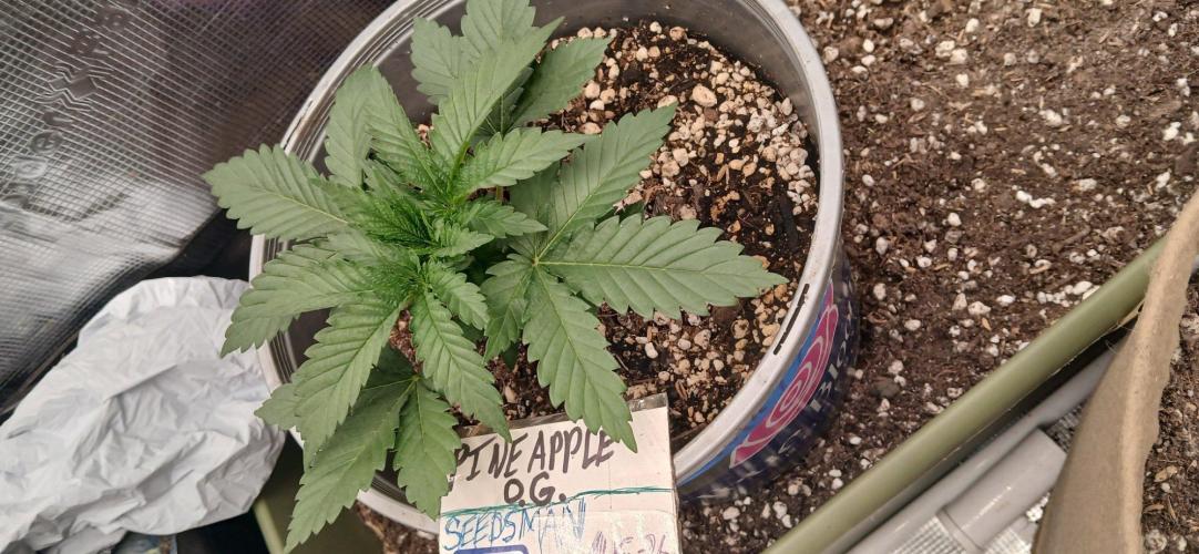 White Mountain cultivator. Week 3