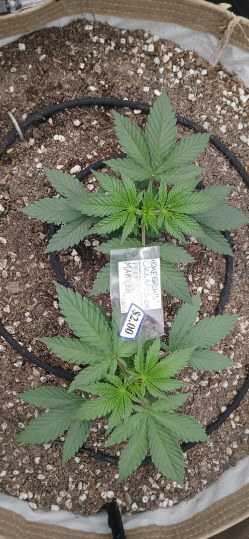 White Mountain cultivator. Week 3