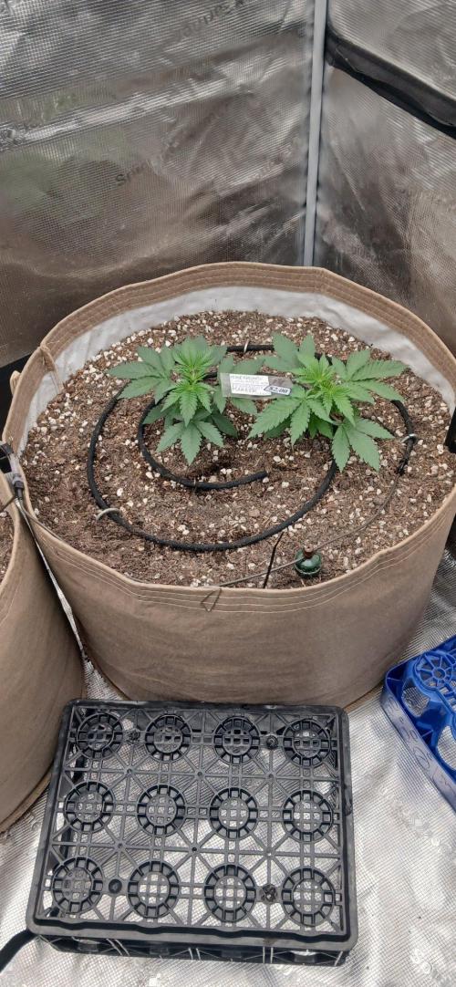 White Mountain cultivator. Week 3
