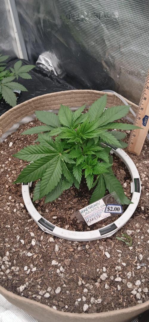 White Mountain cultivator. Week 4