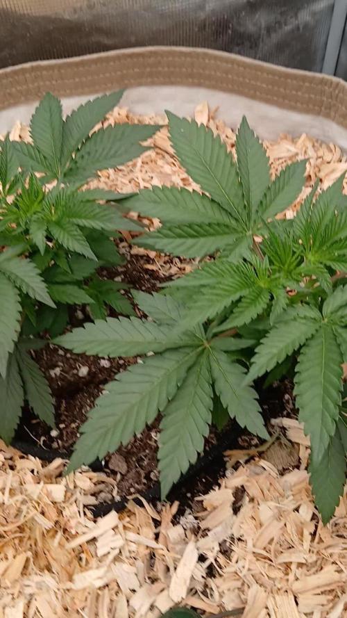 White Mountain cultivator