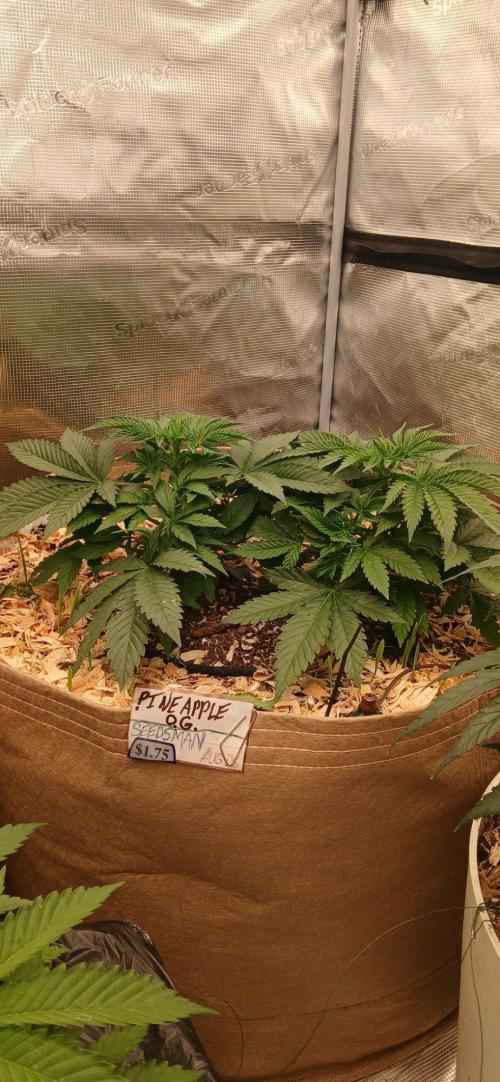 White Mountain cultivator. Week 5
