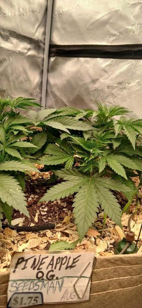 White Mountain cultivator. Week 5