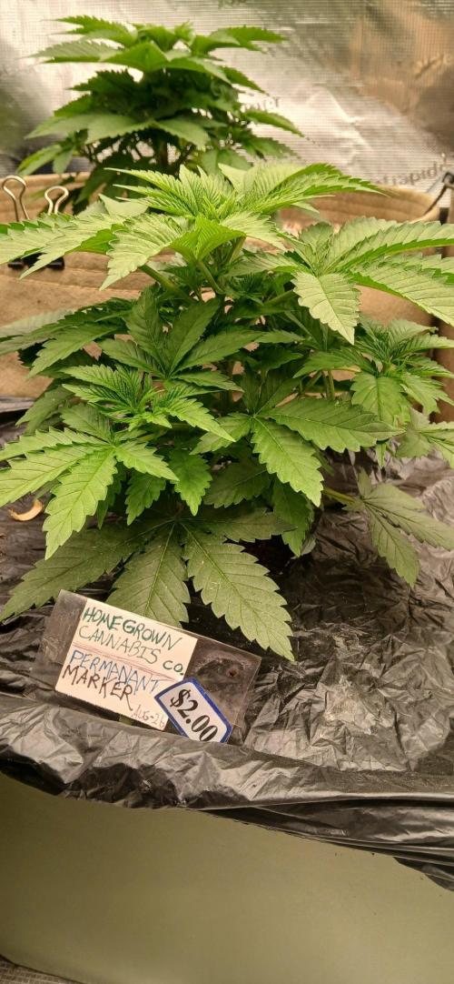 White Mountain cultivator. Week 5