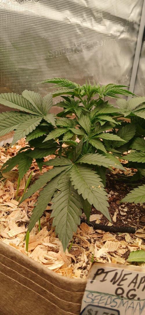 White Mountain cultivator. Week 5