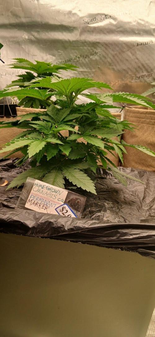 White Mountain cultivator. Week 5