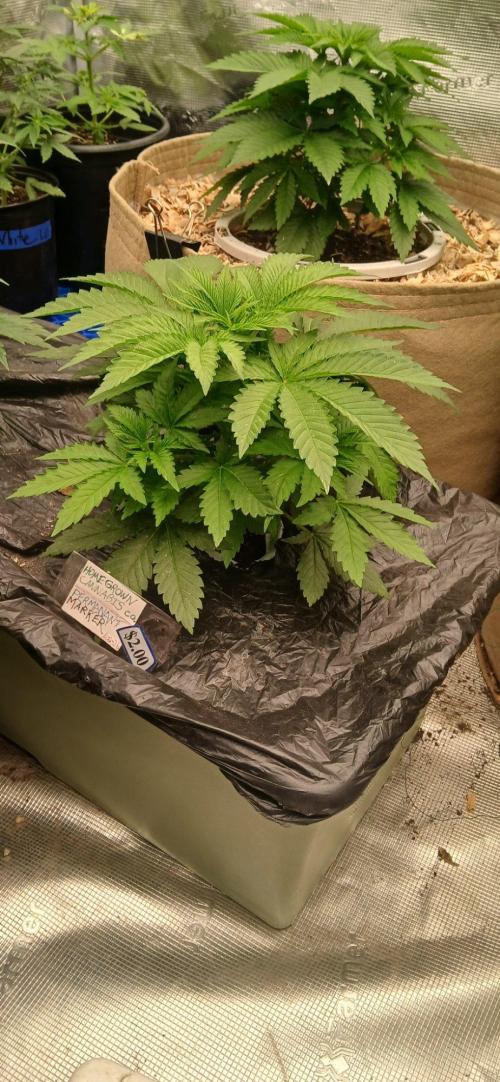 White Mountain cultivator. Week 5 - Perm marker in the earth box