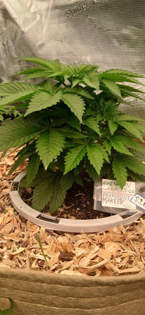 White Mountain cultivator. Week 5