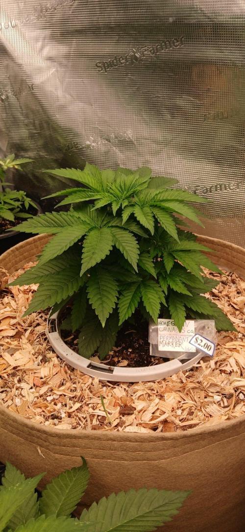 White Mountain cultivator. Week 5 - Perm marker in 15 gallon grassroots fab pot with build a soils 3.0 living soil