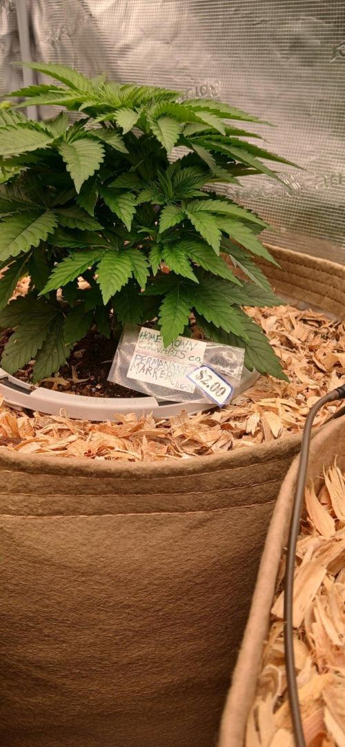 White Mountain cultivator. Week 5 - Permanant marker from Homegrown cannabis co. 