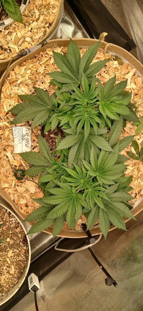 White Mountain cultivator. Week 5 - Top down look at Pineapple O.G. from seedsman. 15 inches across just beasts!!!