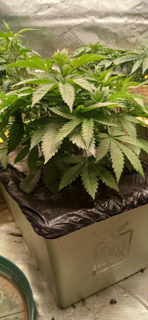 White Mountain cultivator. Week 6 - Heres pheno B. Permanant marker. Great structure ,healthy, and vigorous. 