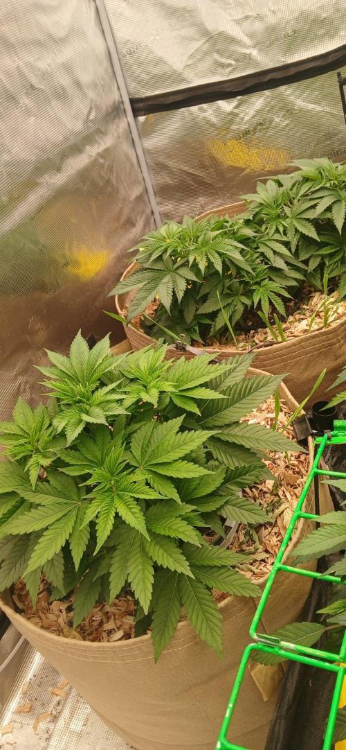White Mountain cultivator. Week 6 - I always thought that the plants Jeremy Silva grows is how i wanna grow and WOW!