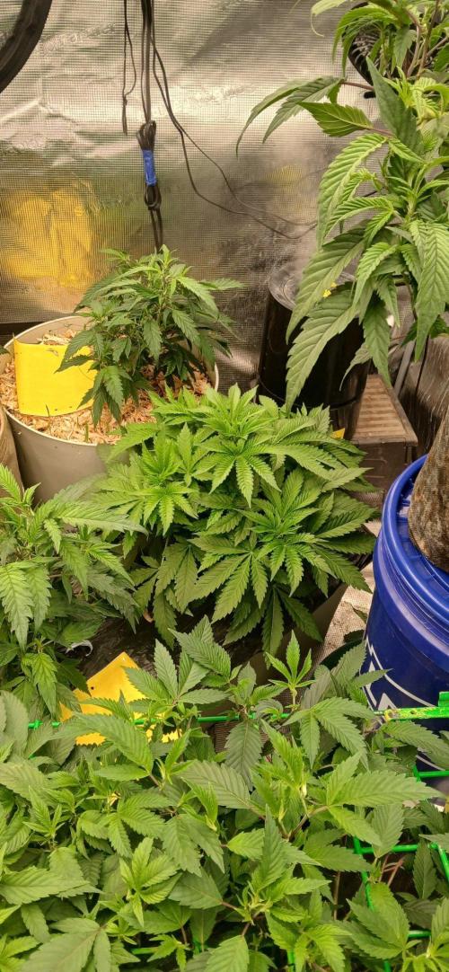 White Mountain cultivator. Week 6
