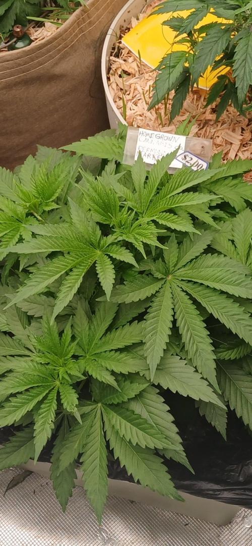 White Mountain cultivator. Week 6 - 18 inches wide and freakin 8 inch wide fan leaves.
Q