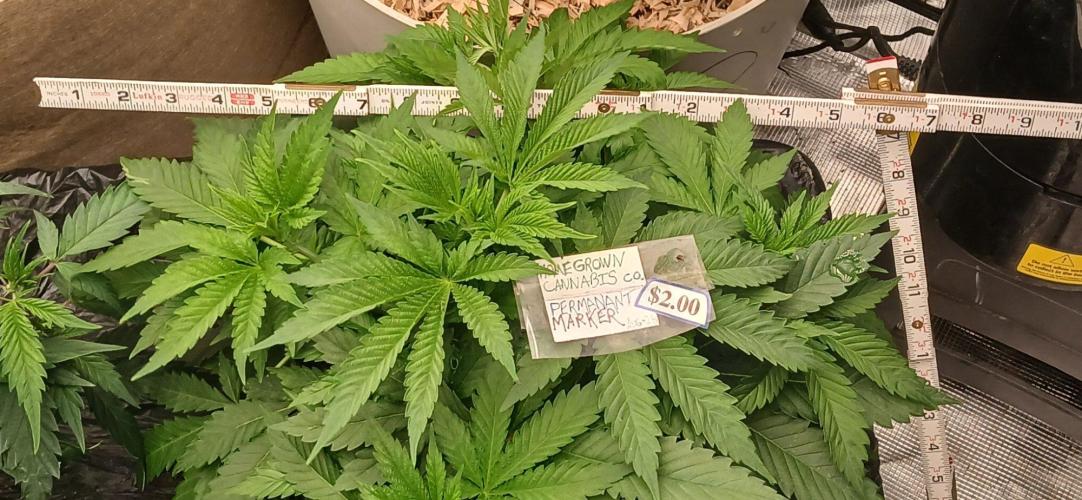 White Mountain cultivator. Week 6
