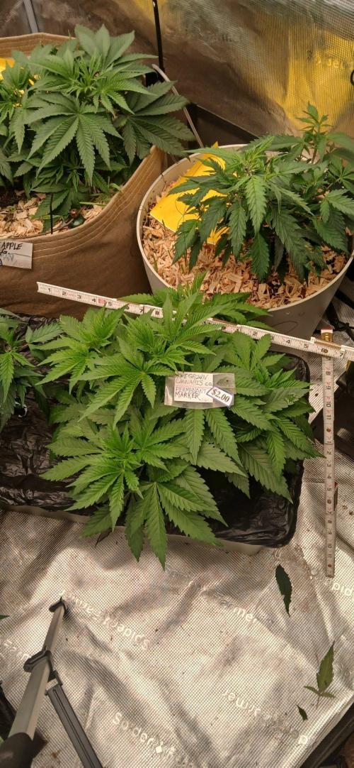 White Mountain cultivator. Week 6