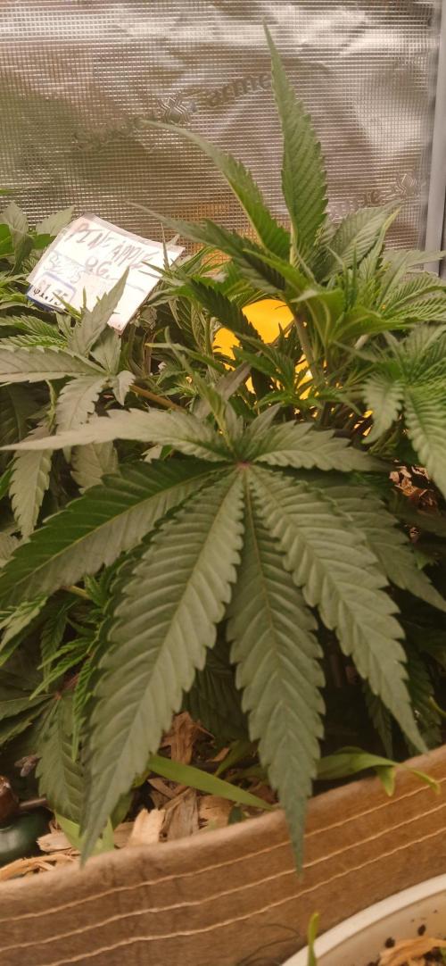 White Mountain cultivator. Week 6 - Theres one of those giant fan leaves now!!