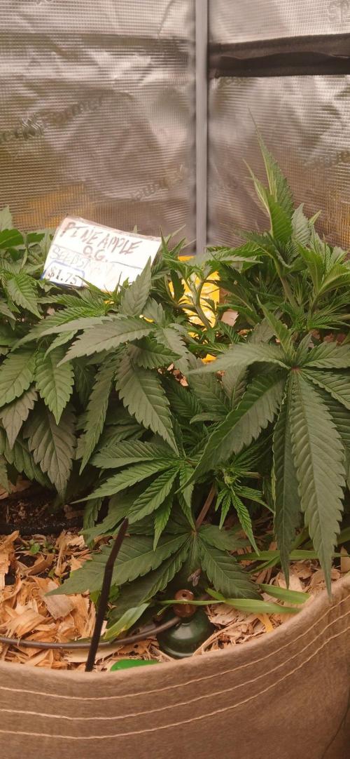 White Mountain cultivator. Week 6 - Seedsman!!!!!
You guys have a premium cultivar right here! I will definetly use 