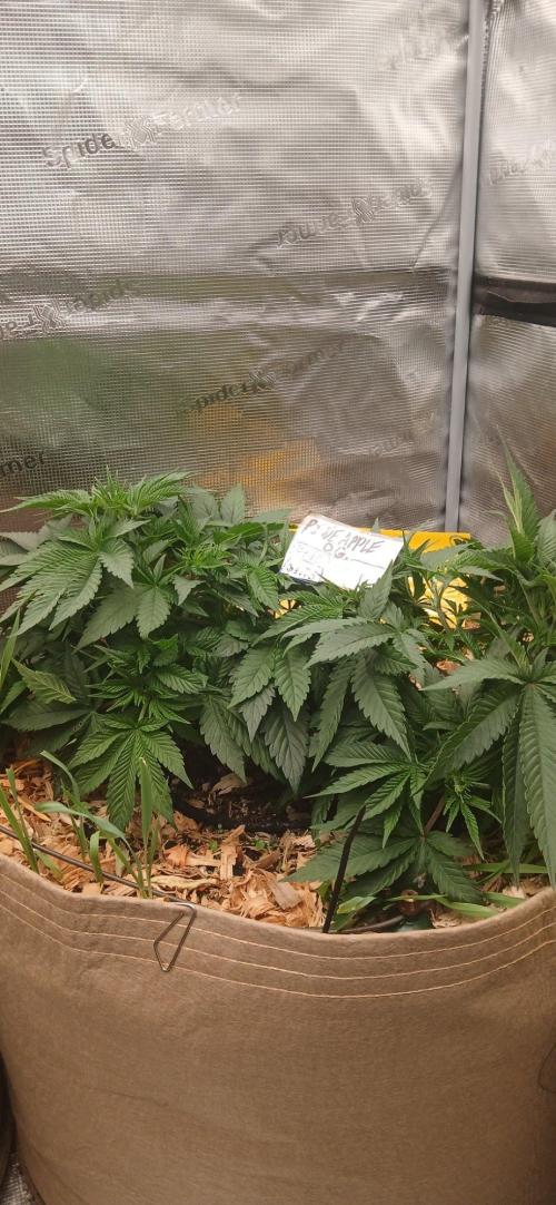 White Mountain cultivator. Week 6 - Cant tell until i pull the giant dense foliage open but there is some tent stake