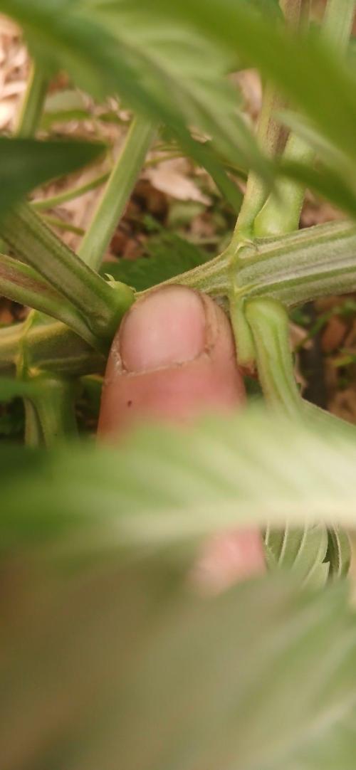 White Mountain cultivator. Week 6 - Look how small the spacing is betweem the nodes ive never seen that tight .