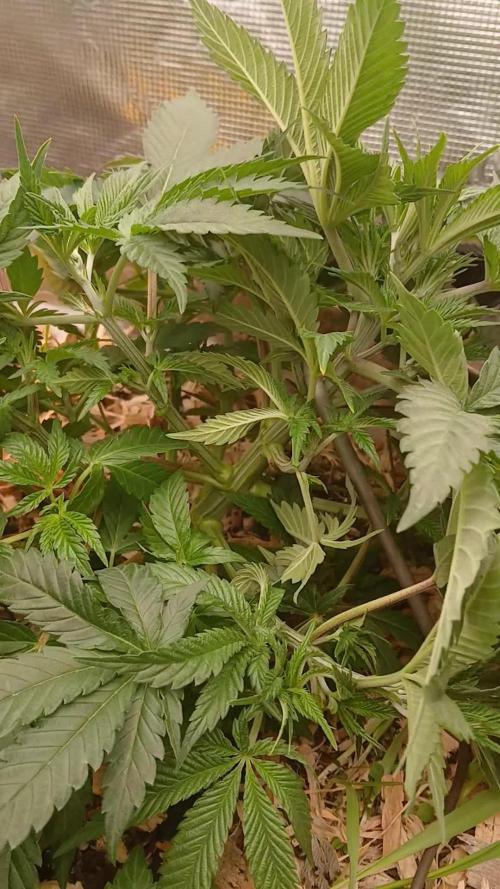White Mountain cultivator