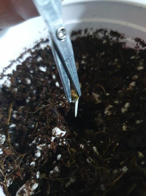 Dutch Passion - Slush Mint Cake. Week 0 - Biggest tap root from the 5