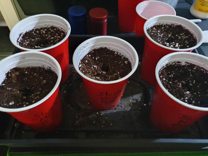 Dutch Passion - Slush Mint Cake. Week 0 - All 5 solo cups ready to go 