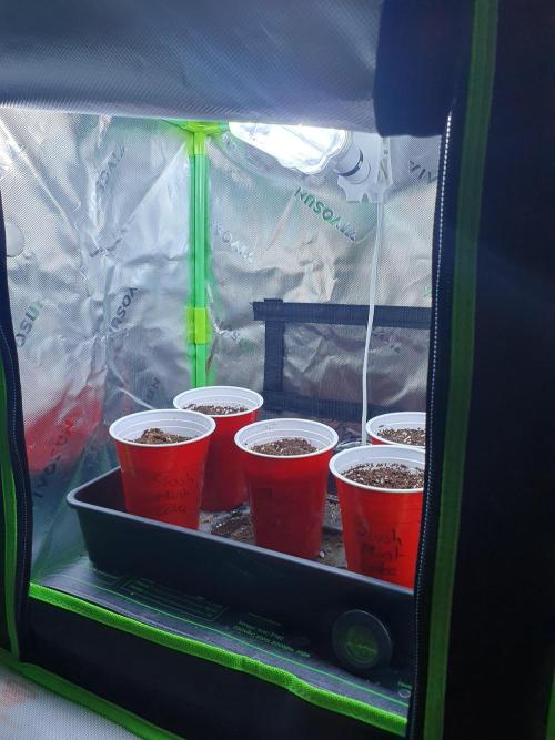 Dutch Passion - Slush Mint Cake. Week 0 - Solo cups in my small vivosun tent, use this for germination