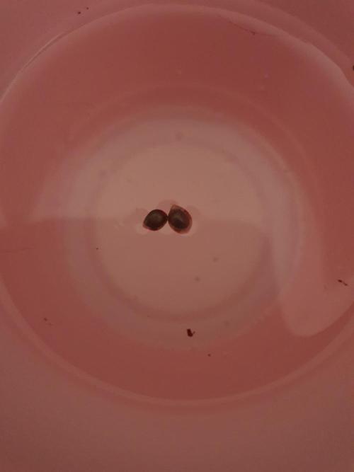 Dutch Passion - Slush Mint Cake. Week 0 - Last two seeds that haven't shown tap root 