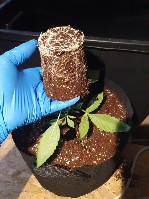 Dutch Passion - Slush Mint Cake. Week 4