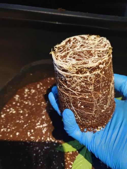 Dutch Passion - Slush Mint Cake. Week 4