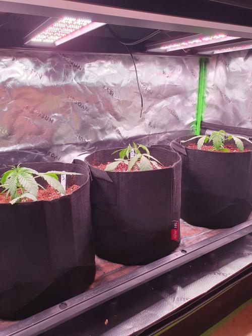 Dutch Passion - Slush Mint Cake. Week 4