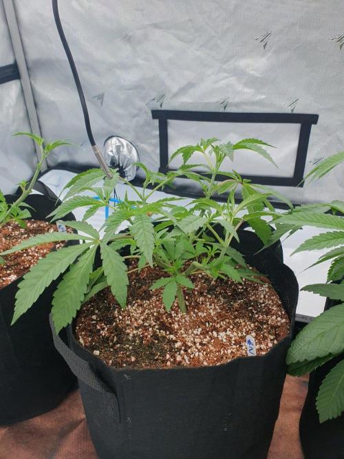 Dutch Passion - Slush Mint Cake. Week 5 - Before 