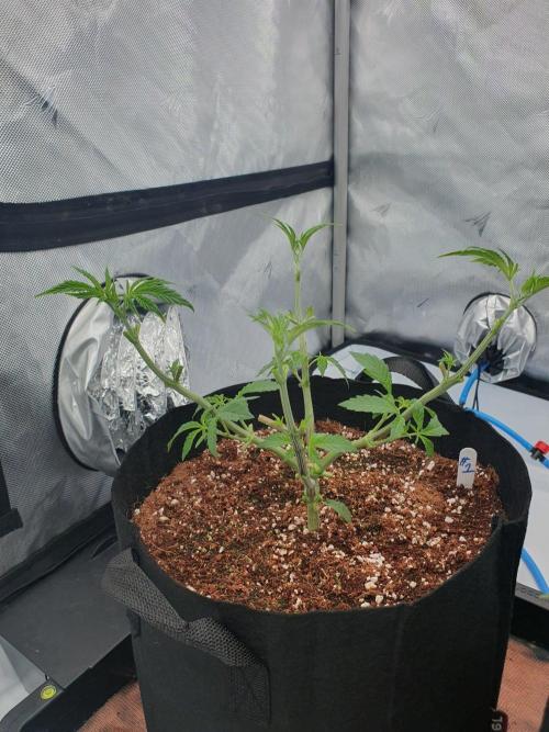 Dutch Passion - Slush Mint Cake. Week 5 - After leaf removal and LST
