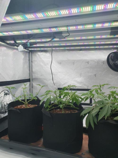 Dutch Passion - Slush Mint Cake. Week 5 - Underneath the mammoth LED